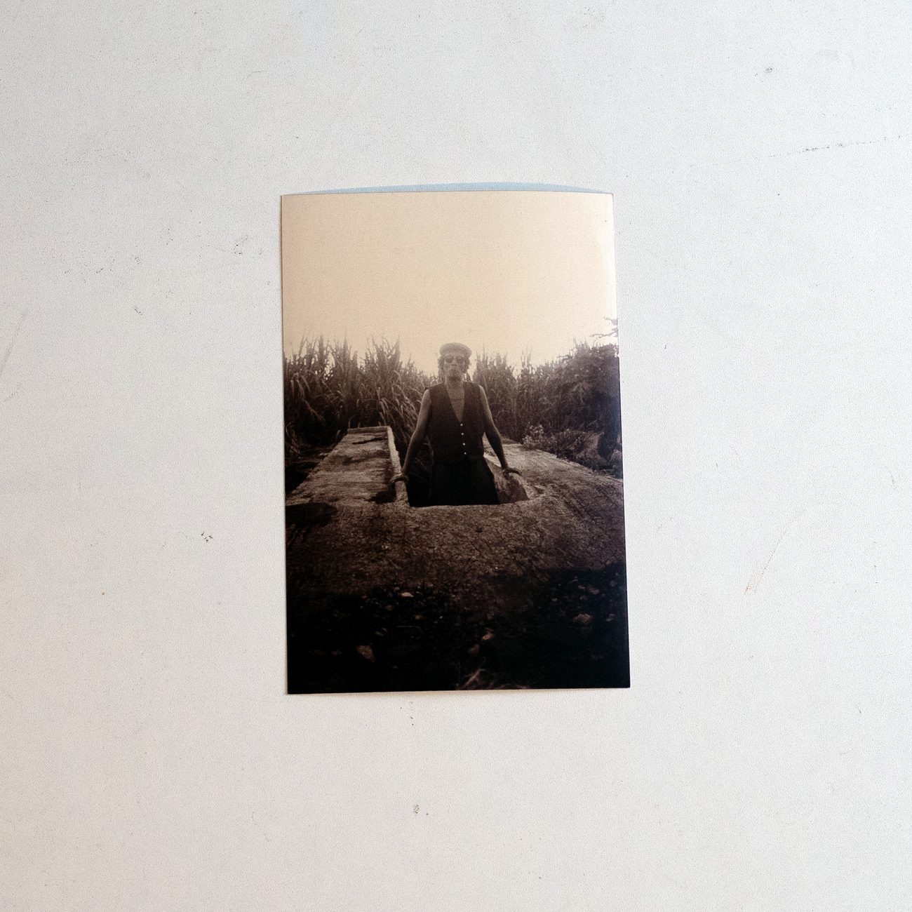 in the cane fields, sepia print, undated